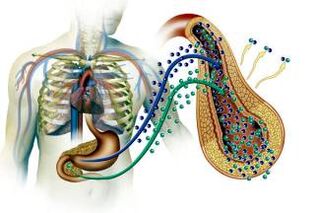 Damage to the pancreas in diabetes mellito